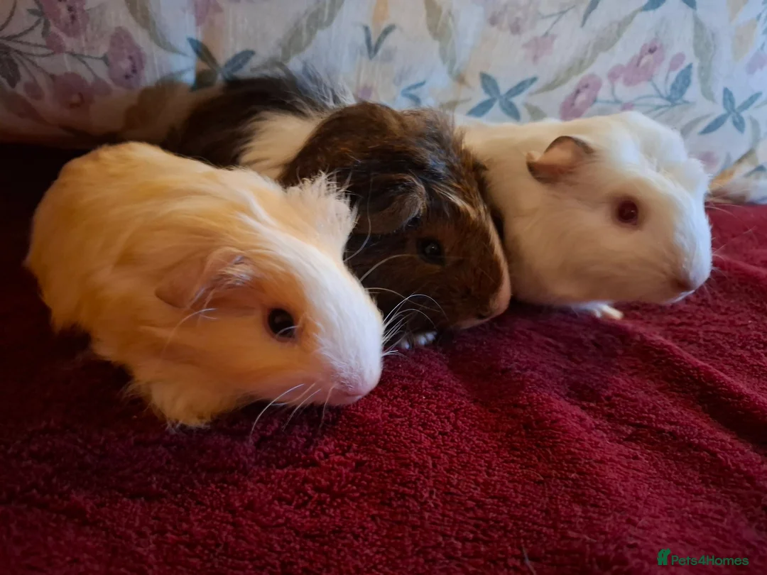Guinea Pig rodents for sale: Beautiful Baby Guinea-pigs ready Now  - Advert 1