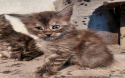 Maine Coon cats for sale: Stunnig Maine coon kittens  - Image 13