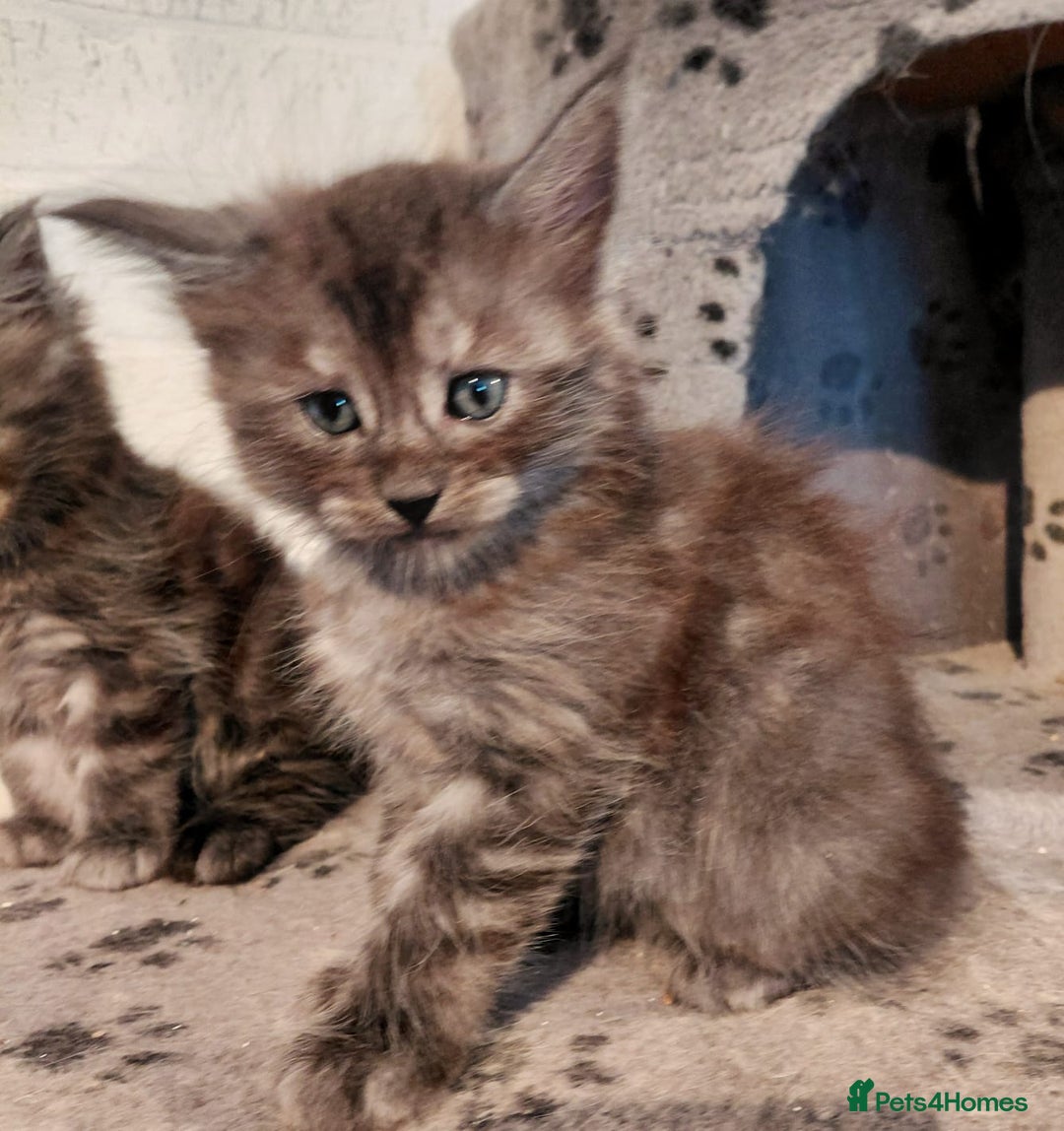 Maine Coon cats for sale: Stunnig Maine coon kittens  - Image 13