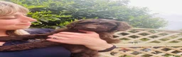 Cockapoo dogs for sale: Stunning Chocolate Show Cockapoo pups - Advert 17
