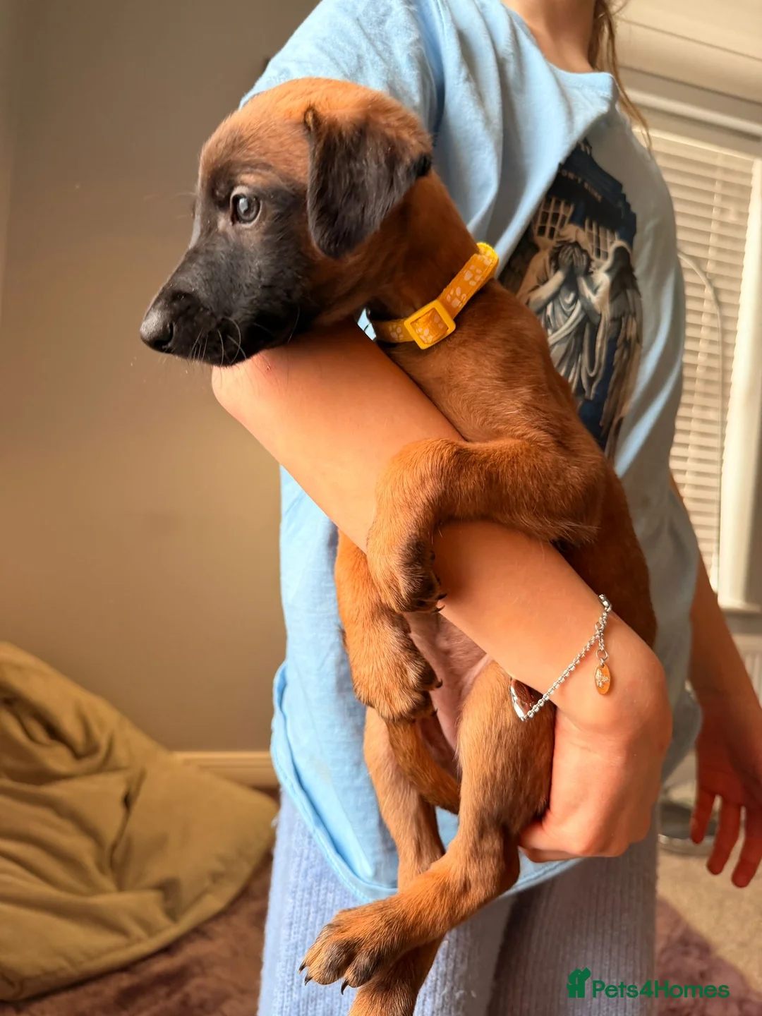 Mixed Breed dogs for sale: All Girls Greyhound/Whippet/Lurcher Cross Puppies! - Advert 16