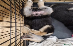 Mixed Breed dogs for sale: Adorable Rottsky Pups - Image 5