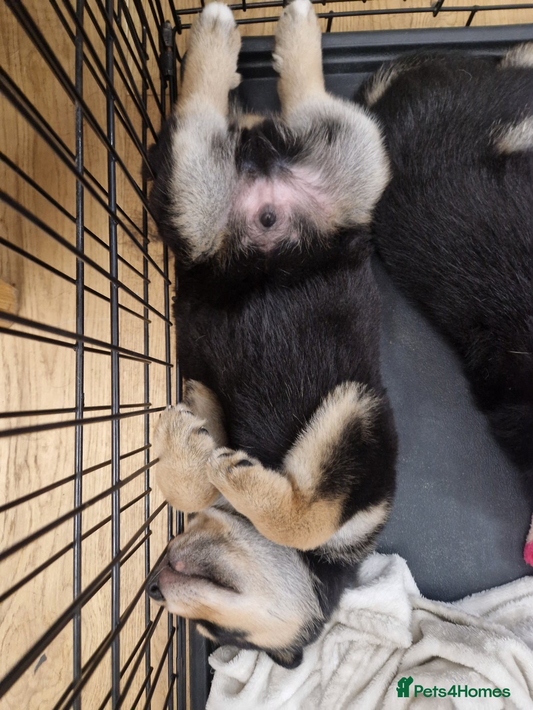 Mixed Breed dogs for sale: Adorable Rottsky Pups - Image 5