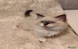 Ragdoll cats for sale: Ragdoll - Image 3