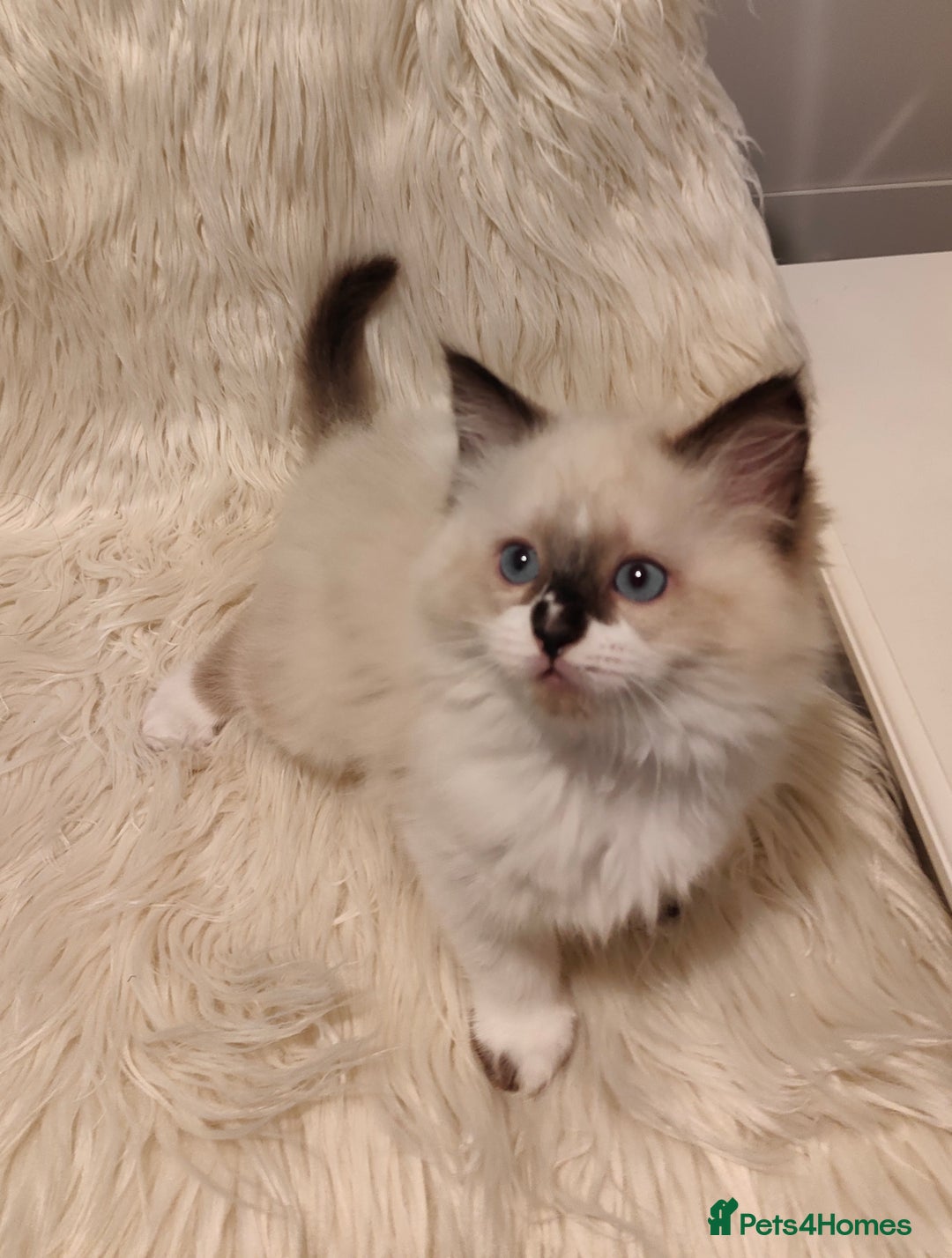 Ragdoll cats for sale: Ragdoll - Image 3