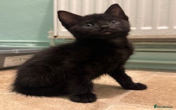 Mixed Breed cats for sale: 2 female kittens left  - Image 3