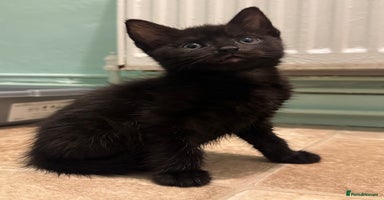 Mixed Breed cats - Advert 6