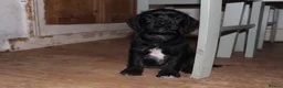 Cocker Spaniel dogs for sale: Gorgeous Schnocker puppies - Advert 7