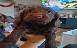 Cocker Spaniel dogs for sale: Stunning pedigree cocker spaniel puppies  - Image 5