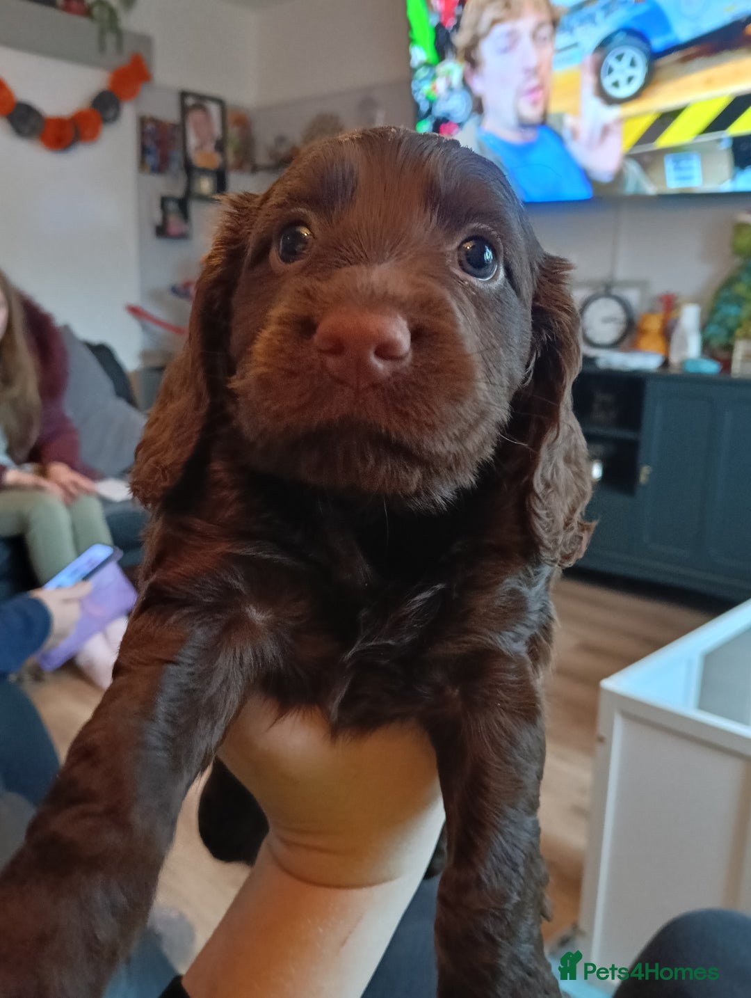 Cocker Spaniel dogs for sale: Stunning pedigree cocker spaniel puppies  - Image 5