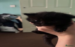 British Shorthair cats for sale: 2 sets of kittens for sale  - Image 4