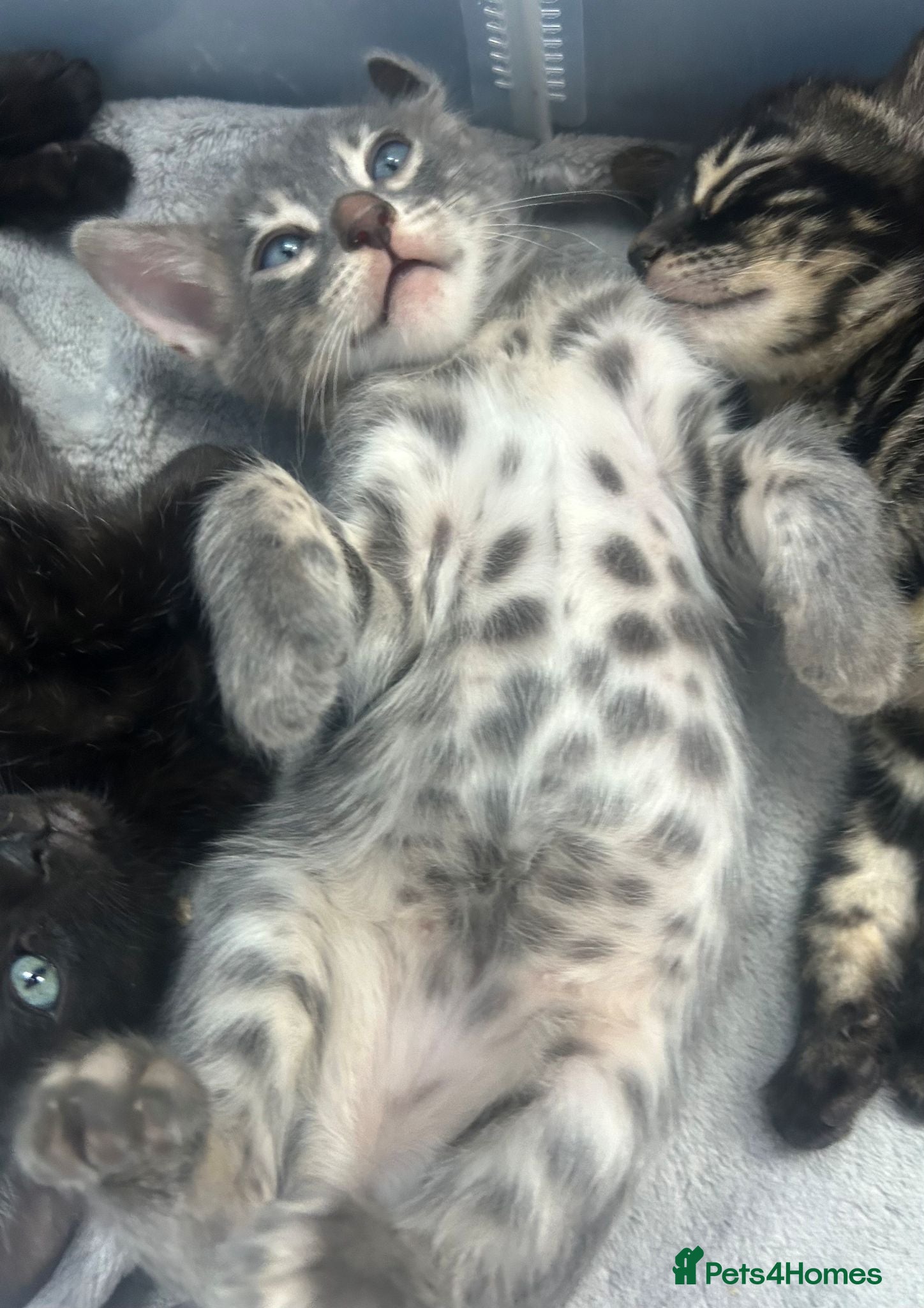 Bengal cats Female Blue & Black Smoke TICA Bengal kittens  - Advert 7