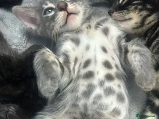Bengal cats Female Blue & Black Smoke TICA Bengal kittens - Advert 7