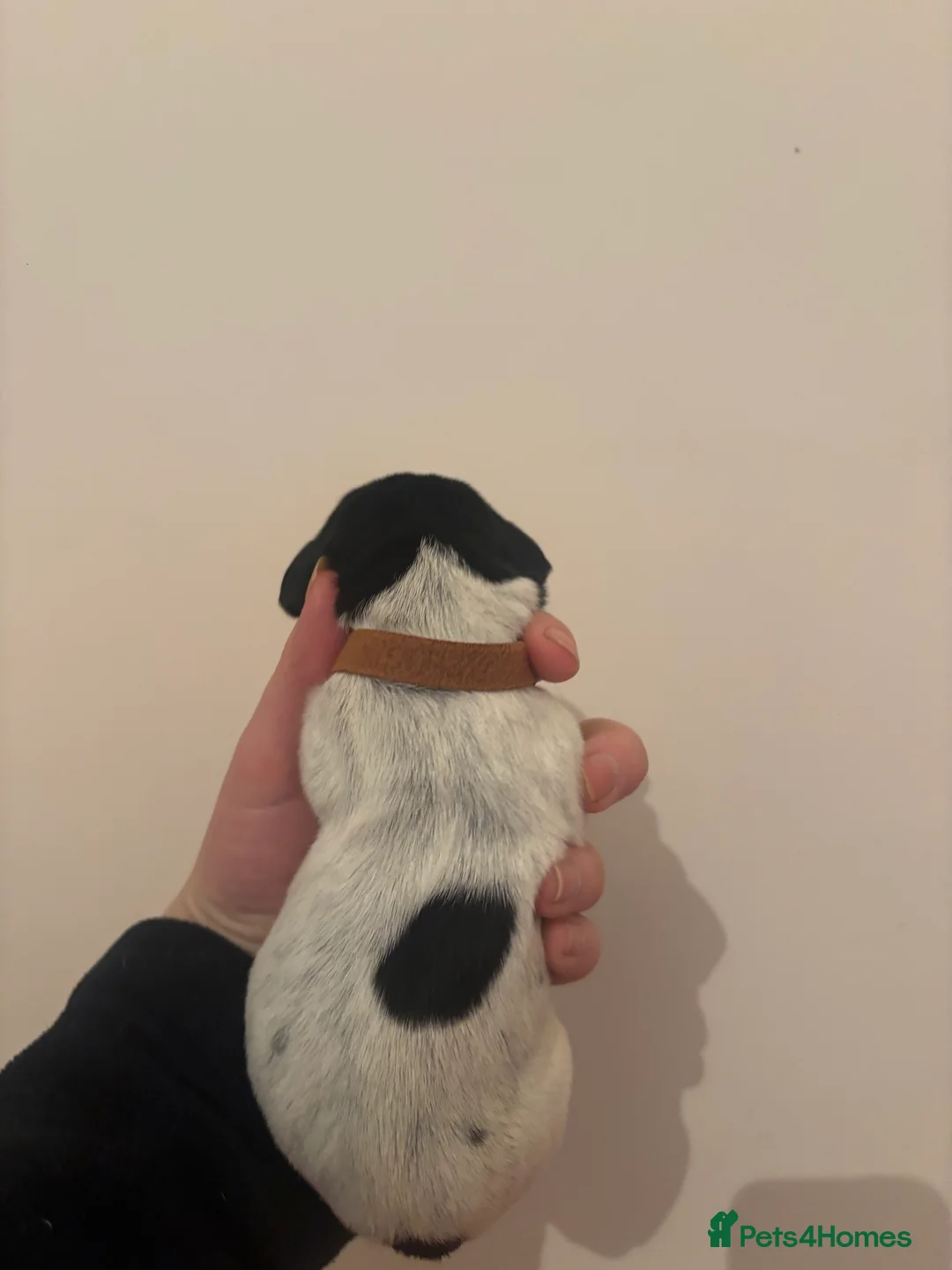 German Wirehaired Pointer dogs for sale: Stunning German wire hairs pointers  - Advert 8