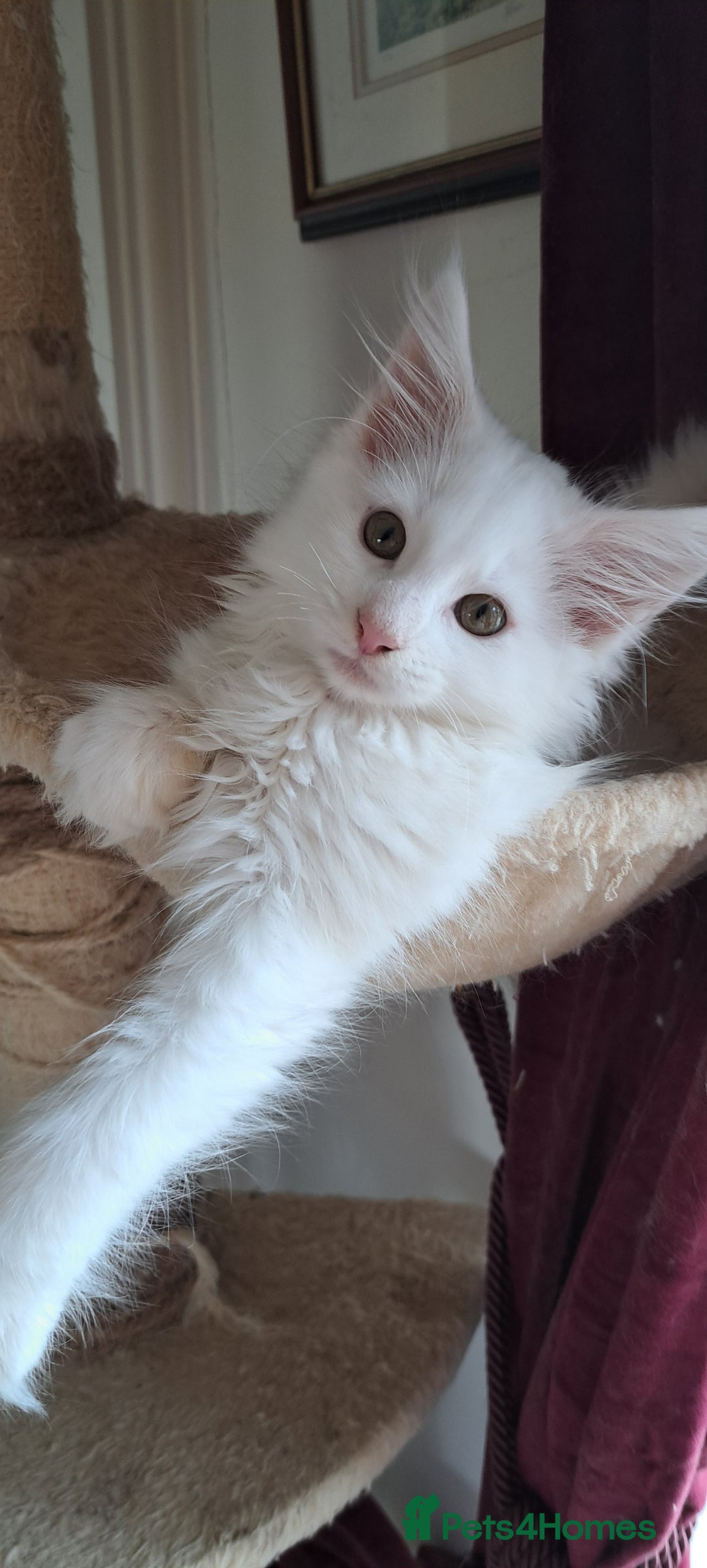Norwegian Forest Cat cats for sale: Full Norwegian forest cat kittens - Image 14