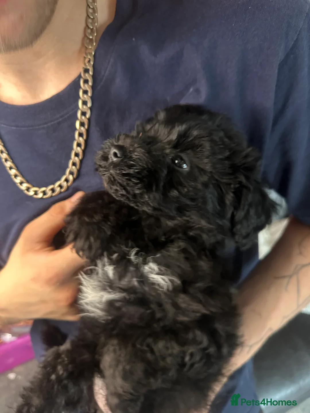 Cockapoo dogs for sale: 5 Gorgeous Cockapoo Puppies – 3 Boys, 2 Girls - Advert 2