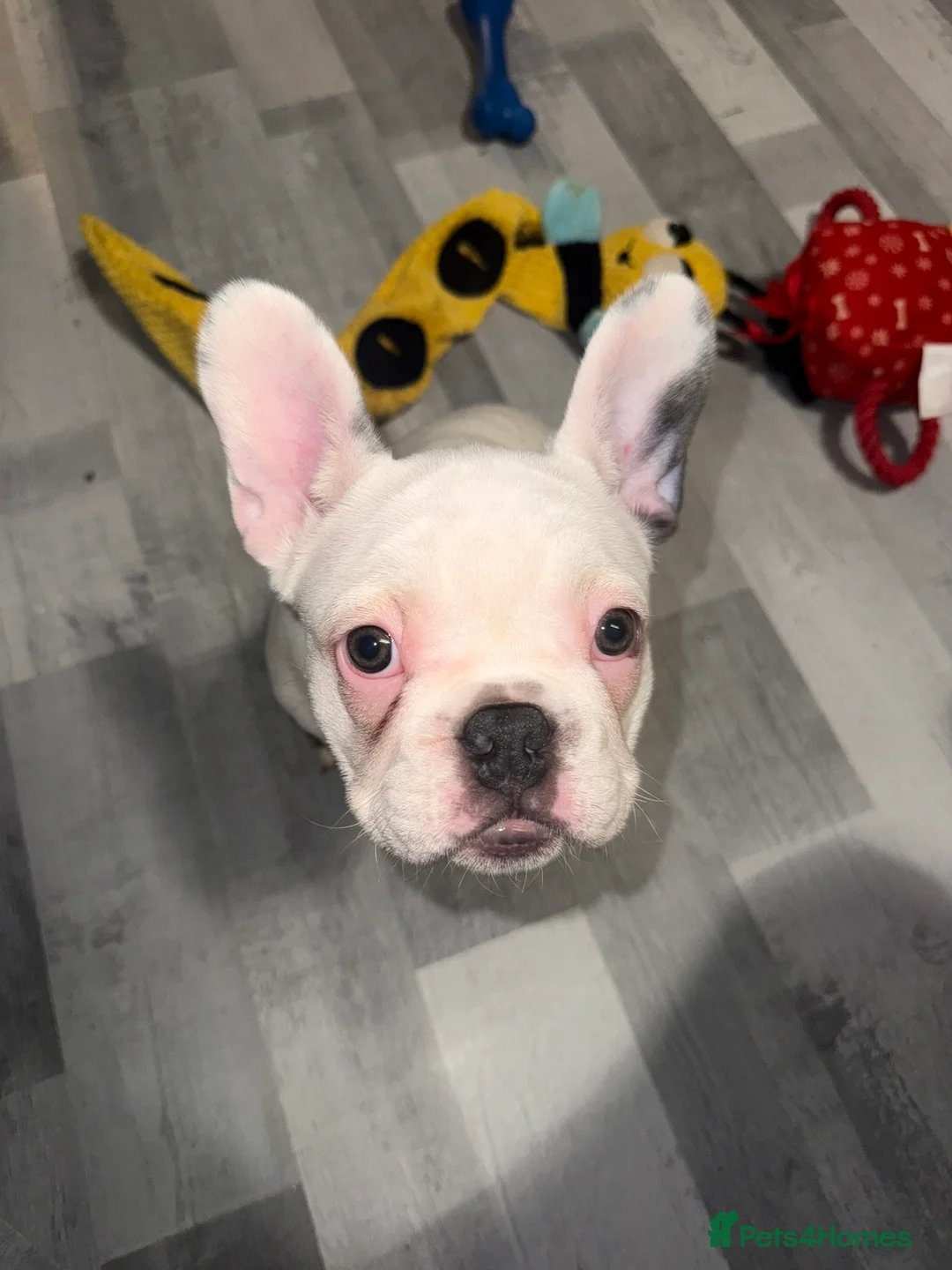 French Bulldog dogs for sale: 2 female French Bulldog –14 weeks old💙 🐾 - Advert 16