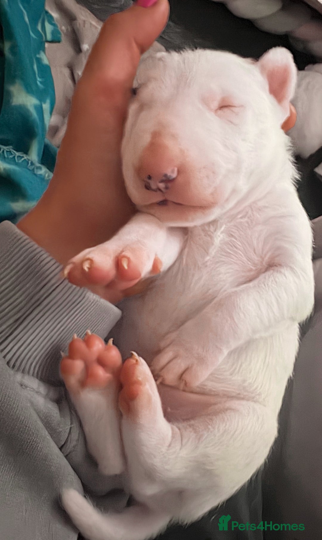 English Bull Terrier dogs for sale: Adorable English Bull Terrier Puppies - Image 13