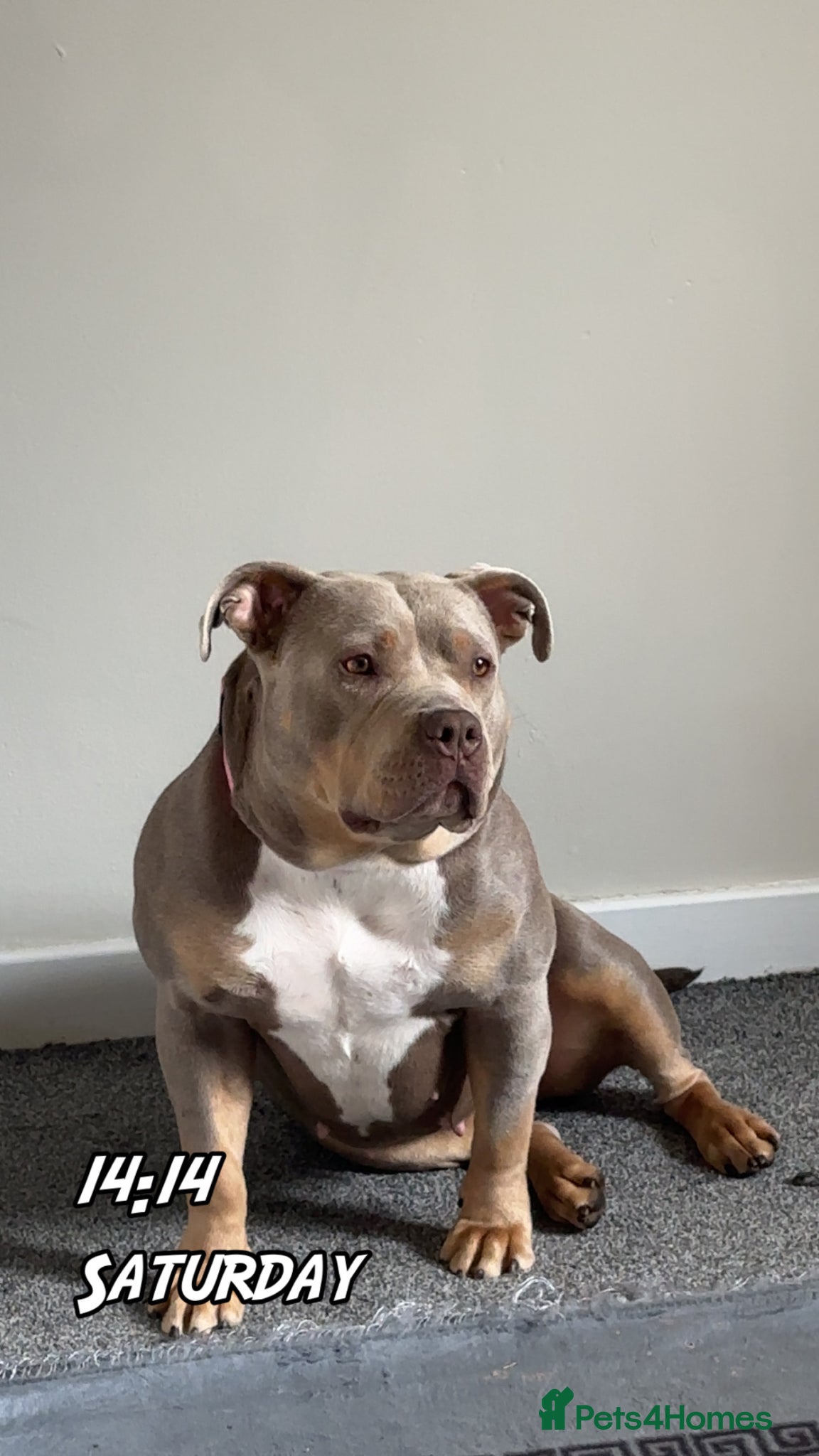 Mixed Breed dogs looking for a stud.  - Advert 12