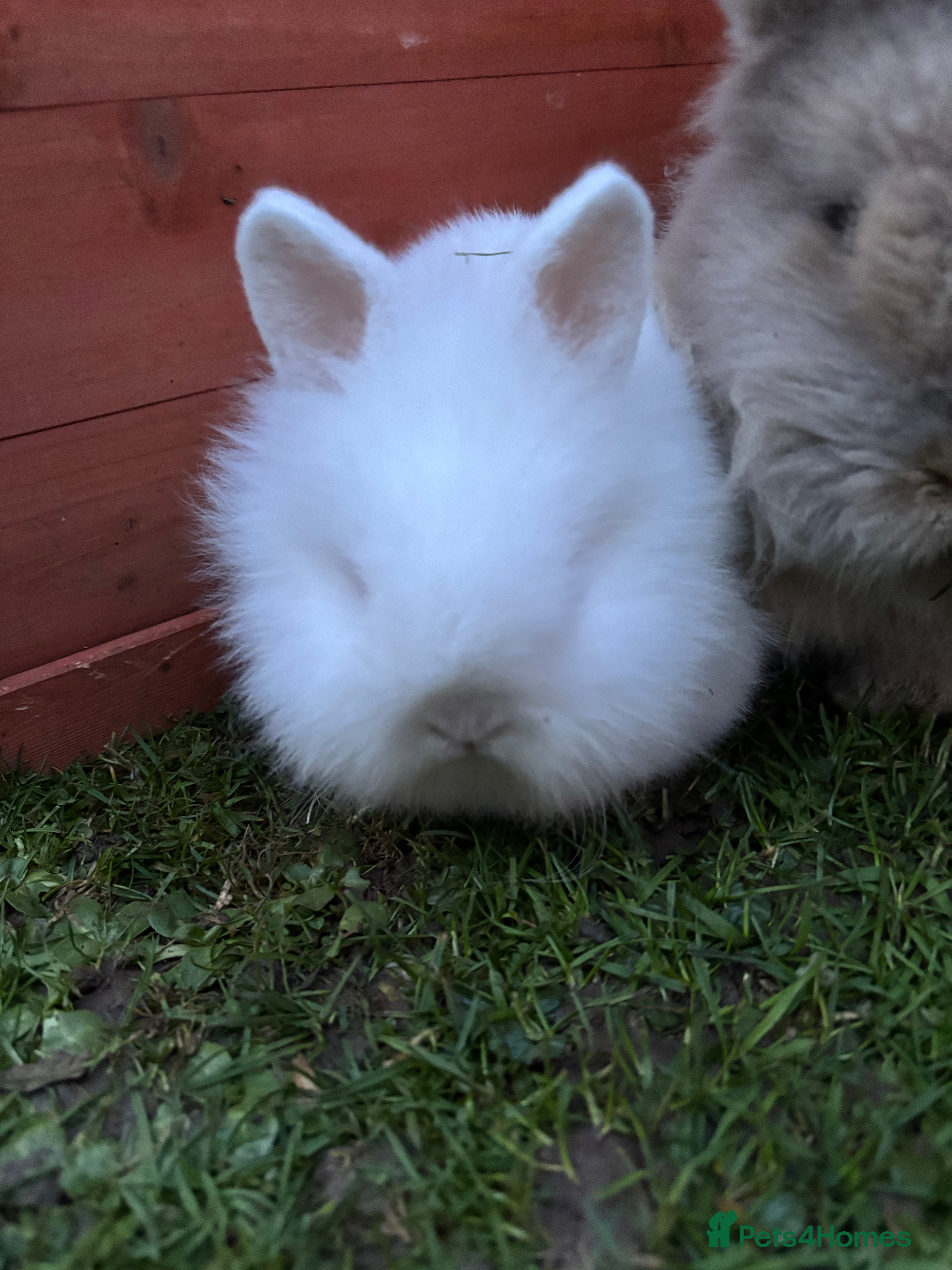 Mini Lion Lop rabbits Baby and adult rabbits  - Advert 21