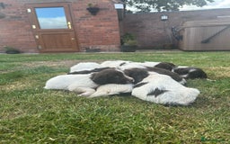 English Springer Spaniel dogs for sale: Liver & White working springer spaniel pups - Image 5