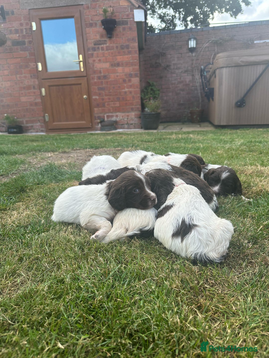 English Springer Spaniel dogs for sale: Liver & White working springer spaniel pups - Image 5