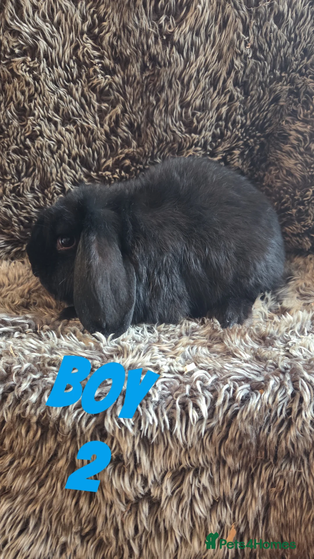 Mini Lop rabbits for sale: Last 2 SUPER FRIENDLY Mini Lop Boys - Advert 5