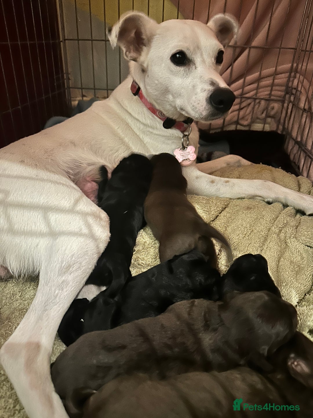 Mixed Breed dogs for sale: Solid, vacc'd, chipped. Mixed breed pups born 7/10 - Advert 1