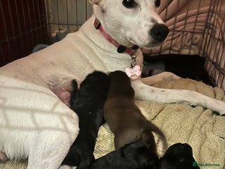 Mixed Breed dogs Solid, vacc'd, chipped. Mixed breed pups born 7/10 - Advert 11