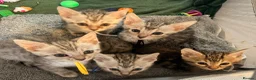 Bengal cats for sale: Bengal Kittens-Beautiful Rosettes – Family Raised - Advert 3