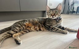 Domestic Shorthair cats for sale: 6 beautiful kittens for sale. - Image 19