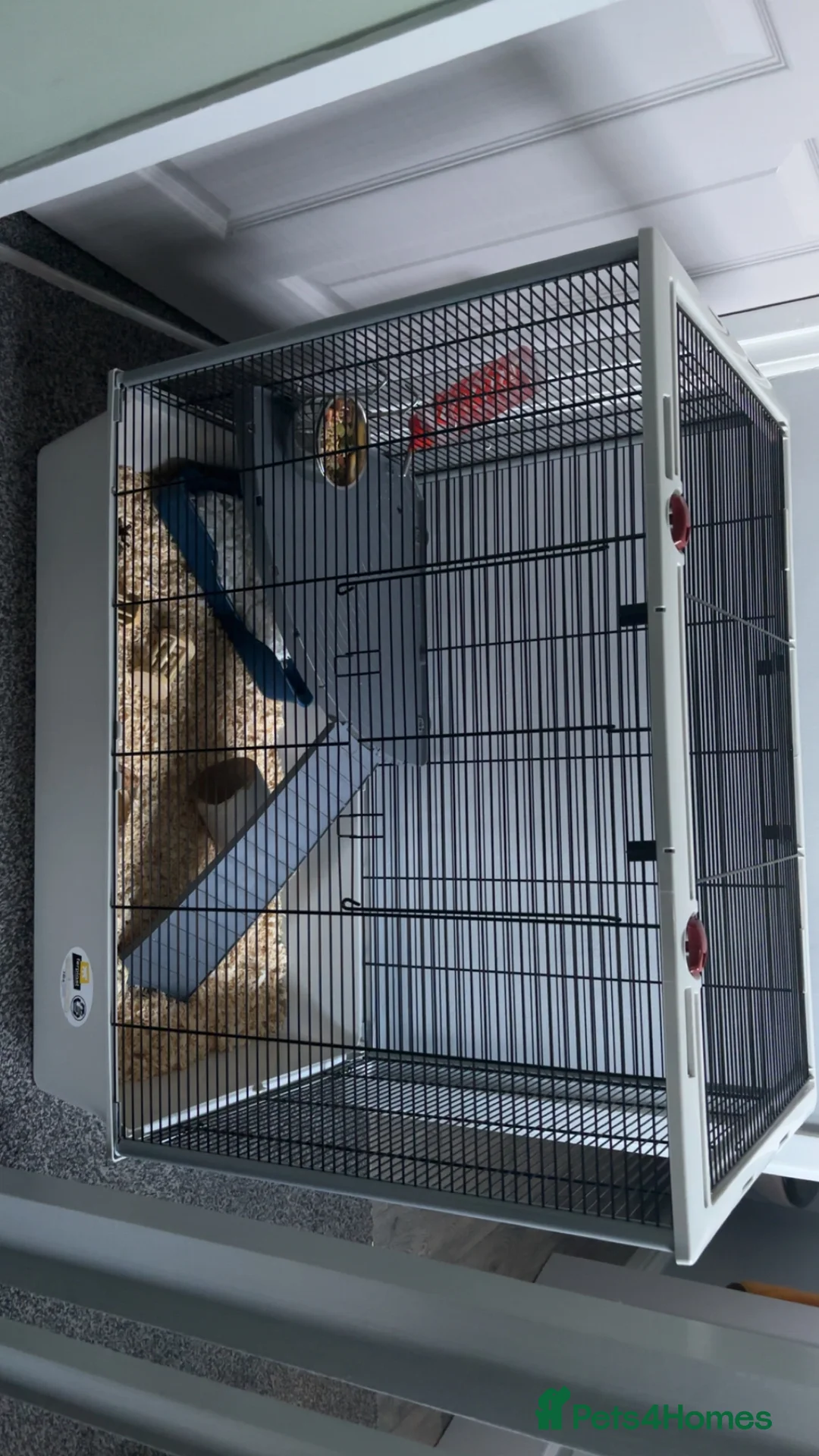 Rat rodents for sale: Fancy/dumbo rats in Rotherham - Advert 4