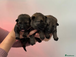 German Shepherd dogs German Shepherd Puppies - Advert 18