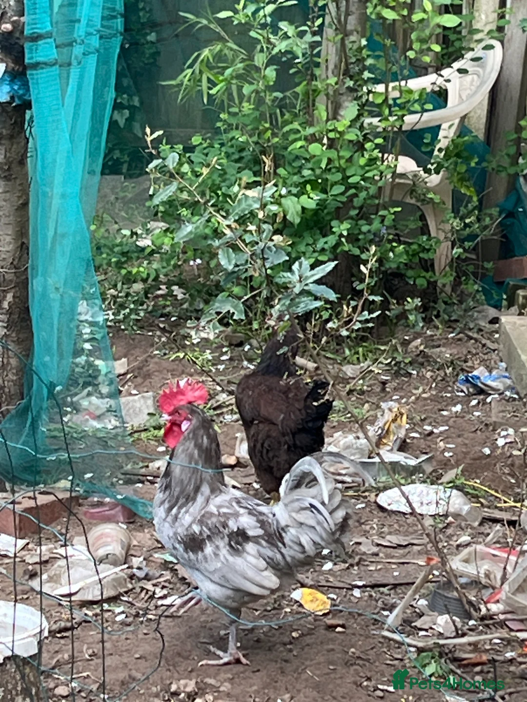 Mixed Breed poultry for sale: Handsome cockerel  - Advert 2