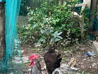 Mixed Breed poultry Handsome cockerel - Advert 2