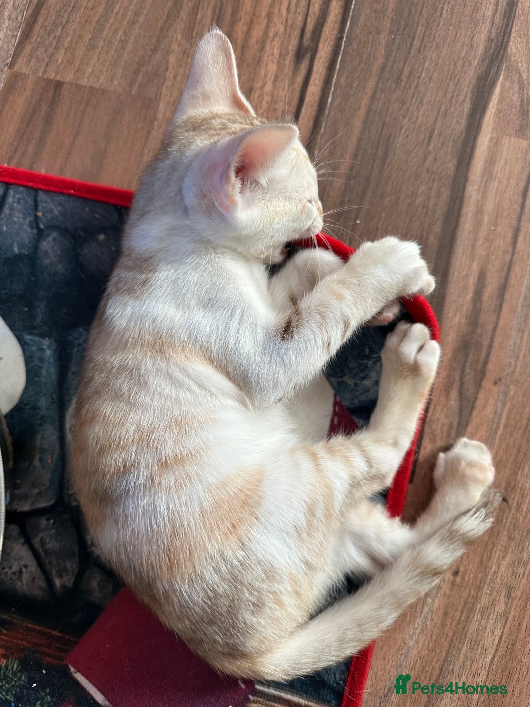 Mixed Breed cats for sale: Crossed Between Oriental short hair & White Bengal - Advert 26