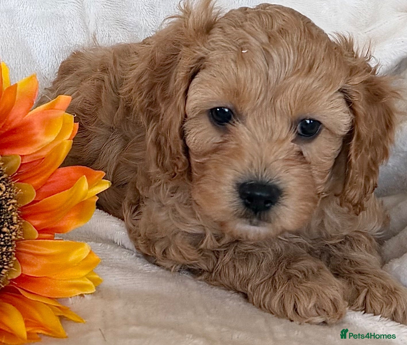 Cavapoo dogs Stunning F1 Cavapoos puppies  - Advert 1