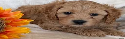 Cavapoo dogs for sale: Stunning F1 Cavapoos puppies  - Advert 3