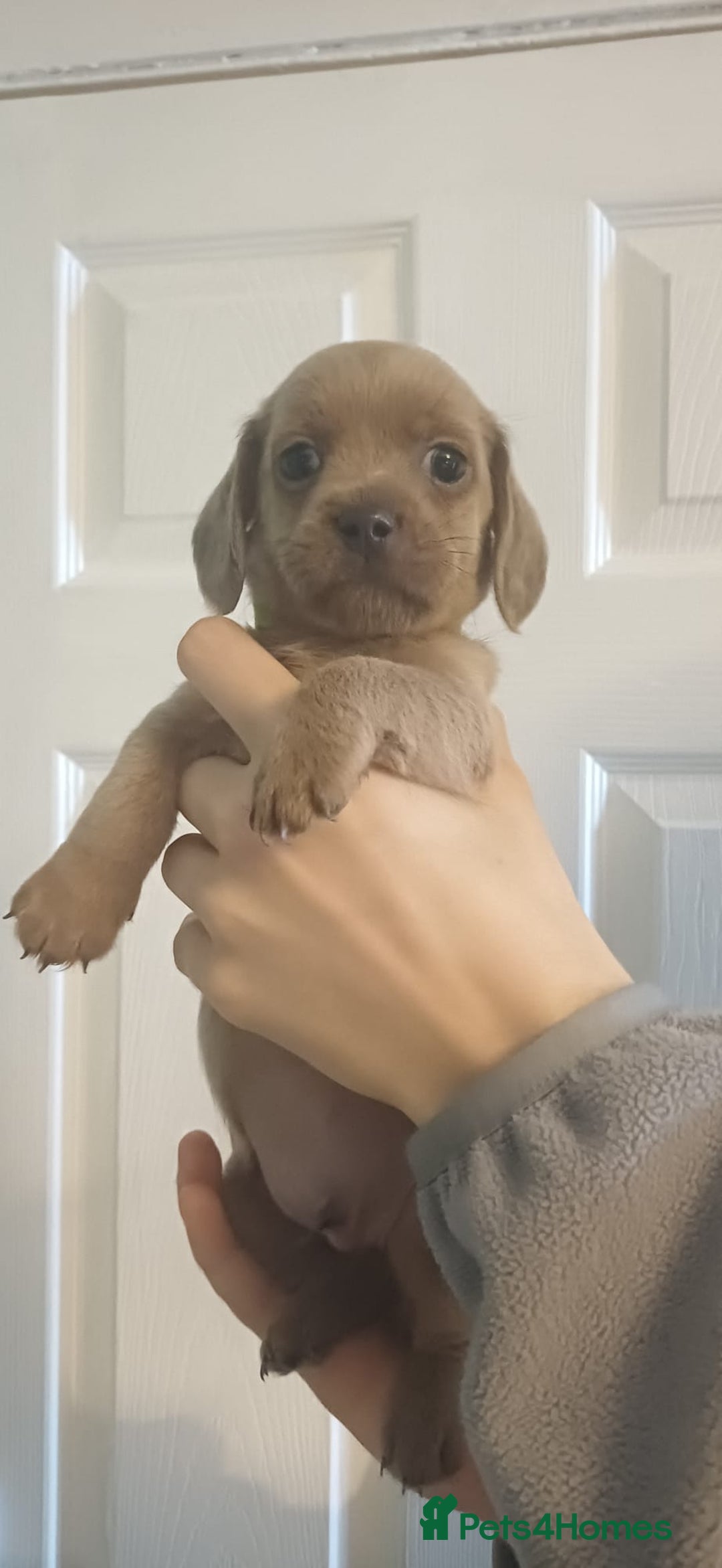 Mixed Breed dogs for sale: Beautiful schweenie babies - Image 12
