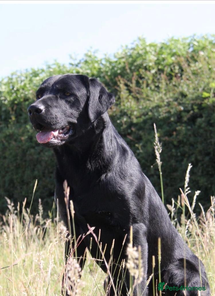 Labrador Retriever dogs Kc working Labrador retrievers  - Advert 2