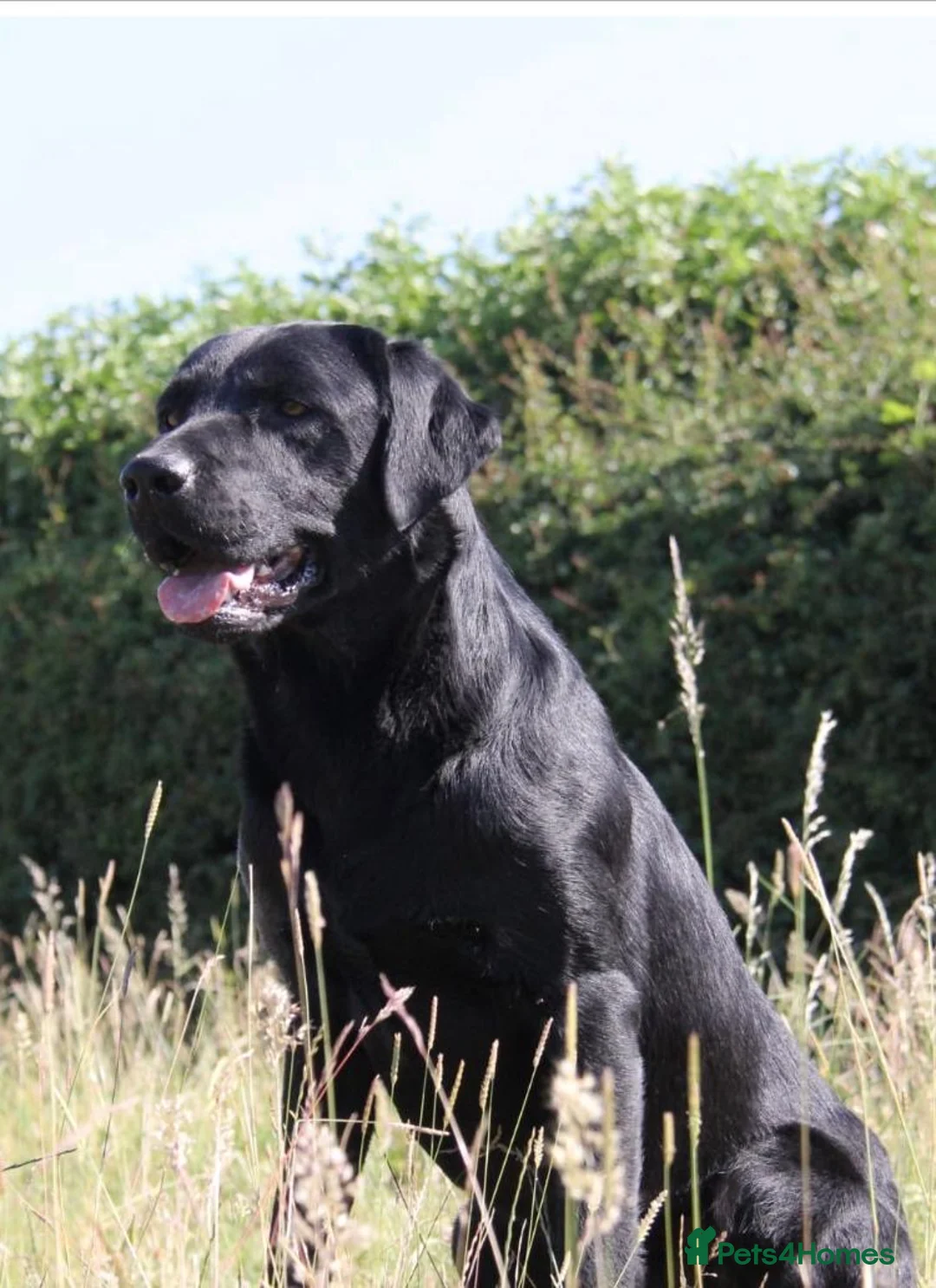 Labrador Retriever dogs for sale: Kc working Labrador retrievers  - Advert 2