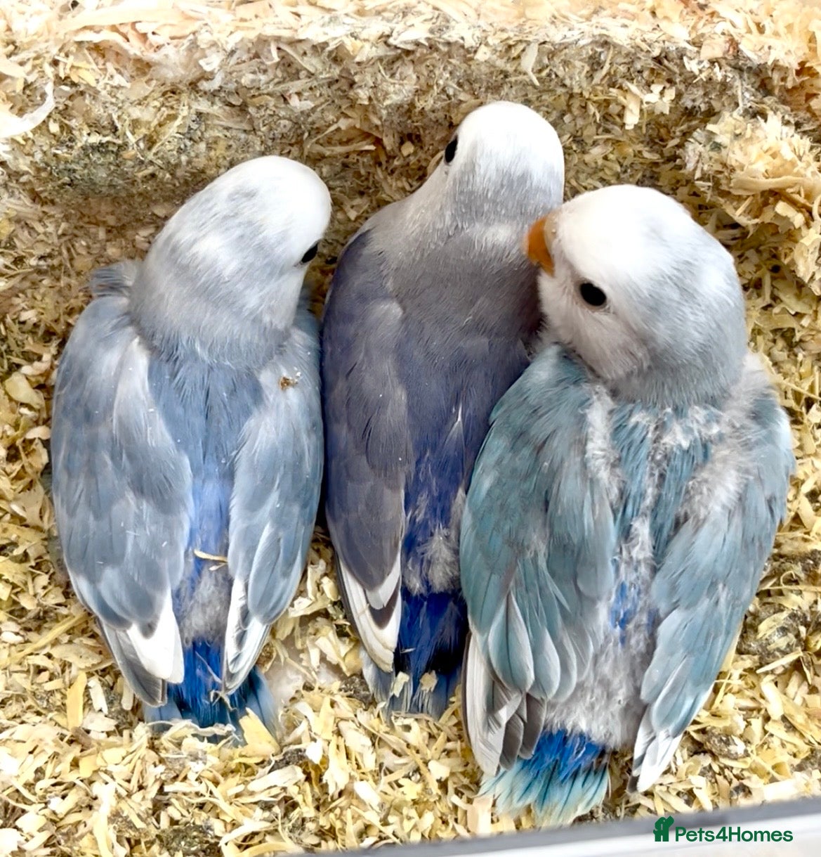 Lovebirds birds Lovebirds for sale  - Advert 6