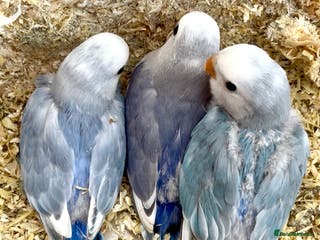 Lovebirds birds Lovebirds for sale - Advert 6