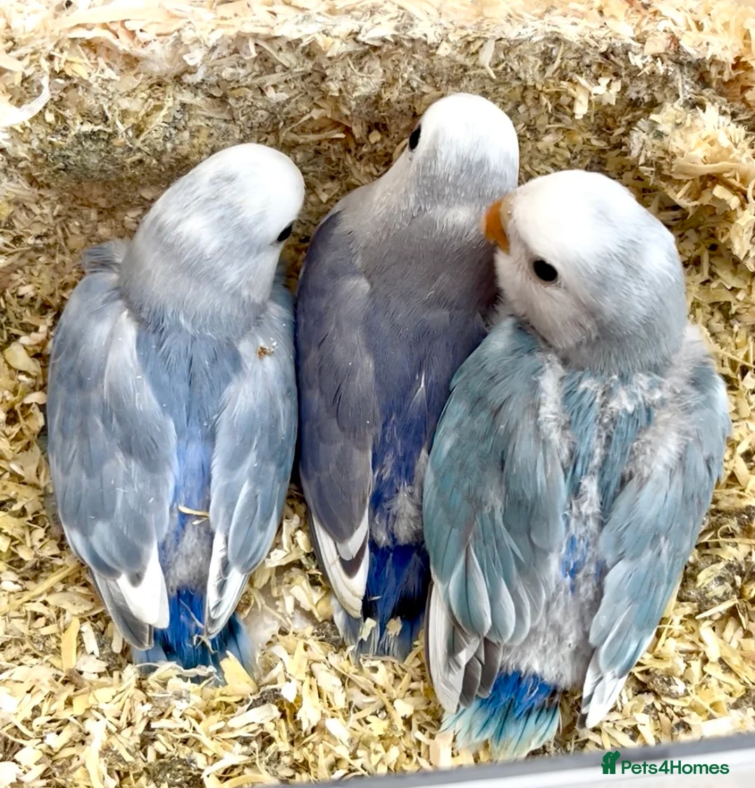 Lovebirds birds for sale: Baby Lovebirds for sale  - Advert 1