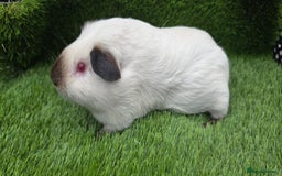 Guinea Pig rodents for sale: 2 Black Himalayans boars  - Image 5