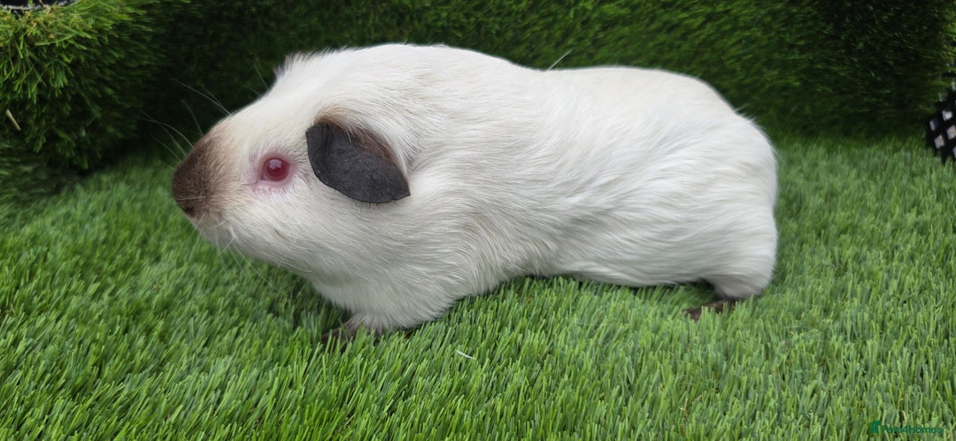 Guinea Pig rodents for sale: 2 Black Himalayans boars  - Image 5