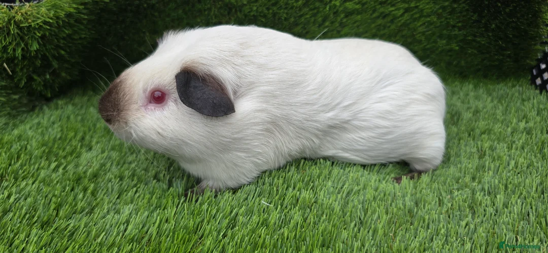 Guinea Pig rodents for sale: 2 Black Himalayans boars  - Advert 5