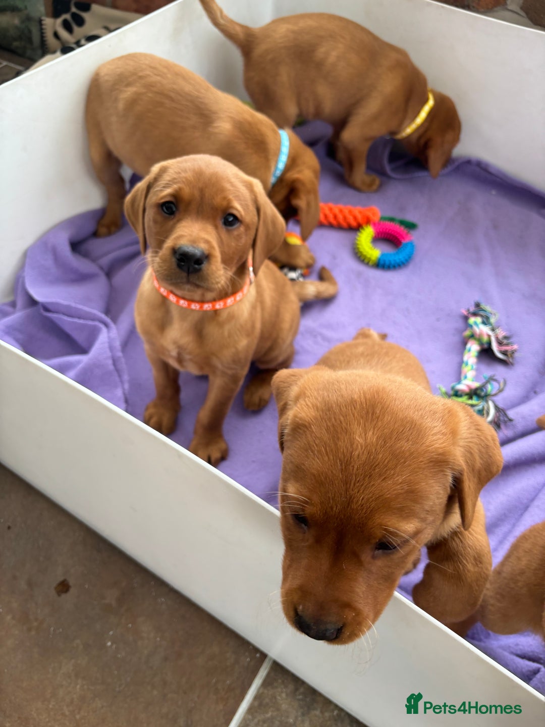 Labrador Retriever dogs for sale: Beautiful KC Fox Red Labrador Puppies - Image 21