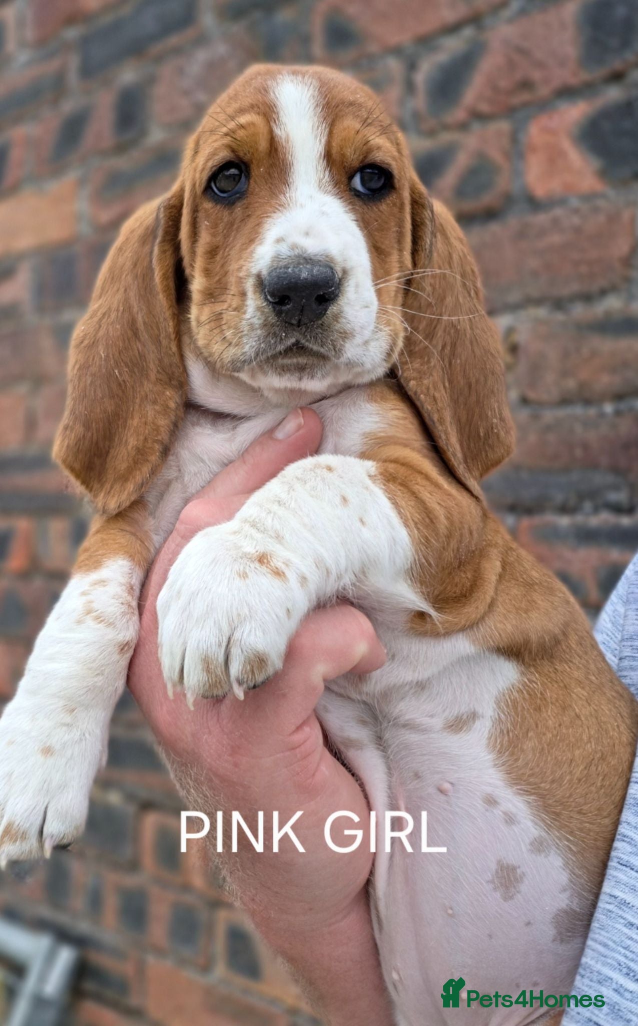 Basset Hound dogs KC BASSET HOUND PUPPIES FROM HEALTH TESTED PARENTS - Advert 2