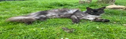 Maine Coon cats for sale: TICA - Only 1 stunning Maine coon girl left - Advert 28